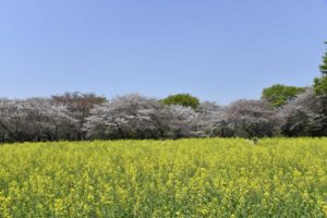［6］桜の花と菜の花と青い空