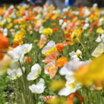 ［6］色とりどりのアイスランドポピー