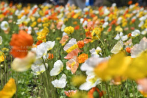 ［6］色とりどりのアイスランドポピー
