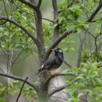 ［6］Nikon D5と200-500mmとの相性は！？