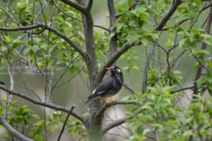 ［6］Nikon D5と200-500mmとの相性は！？