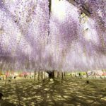 ［6］世界一美しいあしかがフラワーパークの大藤