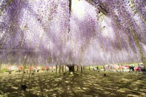 ［6］世界一美しいあしかがフラワーパークの大藤