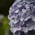 ［6］2016年、紫陽花が始まりました。