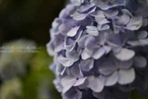 ［6］2016年、紫陽花が始まりました。