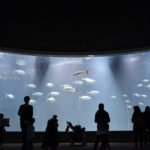 ［6］久しぶりに水族館に行きたい！
