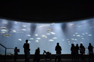 ［6］久しぶりに水族館に行きたい！