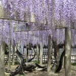 ［6］妙福寺の藤は必見です！