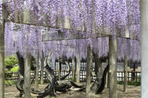 ［6］妙福寺の藤は必見です！