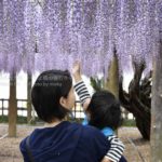 ［6］藤が降ってきた！