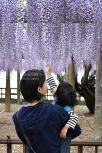 ［6］藤が降ってきた！