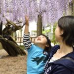 ［6］藤の花が降り注ぐ！？