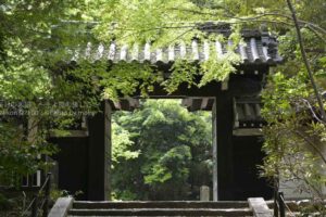 ［6］新緑に囲まれたよ、よみうりランド聖地公園