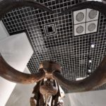 ［6］日本初上陸の恐竜達に会いに！