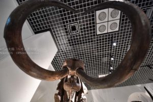 ［6］日本初上陸の恐竜達に会いに！