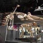 ［6］上野の国立科学博物館を楽しむ！