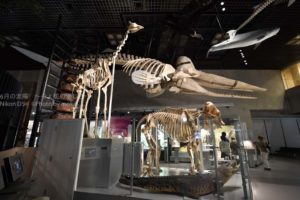 ［6］上野の国立科学博物館を楽しむ！