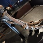 ［6］国立科学博物館で開催中の恐竜博２０１６