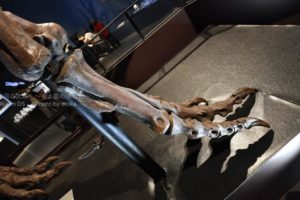 ［6］国立科学博物館で開催中の恐竜博２０１６