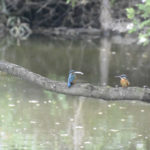 ［6］カワセミの求愛行動！？