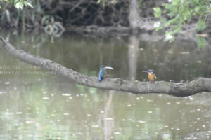 ［6］カワセミの求愛行動！？