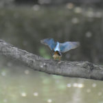 ［6］カワセミと久しぶりのご対面