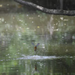 ［6］カワセミのダイブ