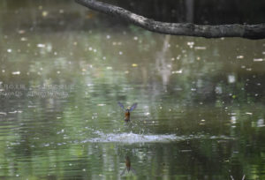 ［6］カワセミのダイブ