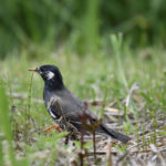 ［6］野鳥撮影の練習！