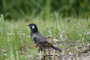 ［6］野鳥撮影の練習！