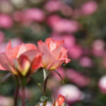 ［6］2016年、神代植物園バラフェスタ