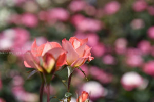 ［6］2016年、神代植物園バラフェスタ
