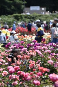 ［6］神代植物園で写真撮影を楽しむ！