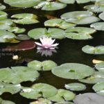 ［6］スイレンの花を見て夏を浮かべる