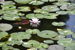 ［6］スイレンの花を見て夏を浮かべる