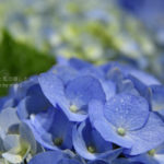 ［6］季節の花はいかがですか！？