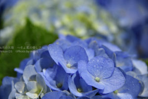 ［6］季節の花はいかがですか！？