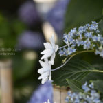 ［6］紫陽花の名所を巡りたい！！
