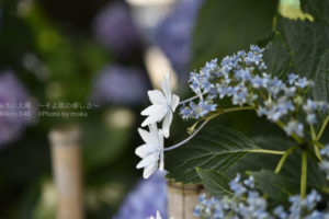 ［6］紫陽花の名所を巡りたい！！