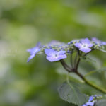 ［6］千葉県松戸のしっとり紫陽花