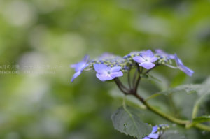 ［6］千葉県松戸のしっとり紫陽花