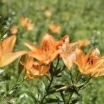 ［6］所沢のユリの花