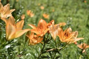 ［6］所沢のユリの花