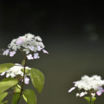 ［6］2016年の紫陽花は高幡不動から！