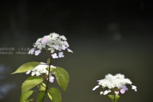 ［6］2016年の紫陽花は高幡不動から！
