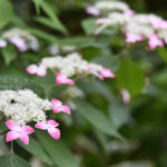 ［6］高幡不動尊 あじさい祭り開催中！