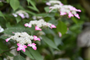 ［6］高幡不動尊 あじさい祭り開催中！