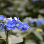 ［6］高幡不動尊の紫陽花が見頃です！