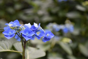 ［6］高幡不動尊の紫陽花が見頃です！