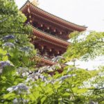 ［6］高幡不動尊の五重塔と紫陽花
